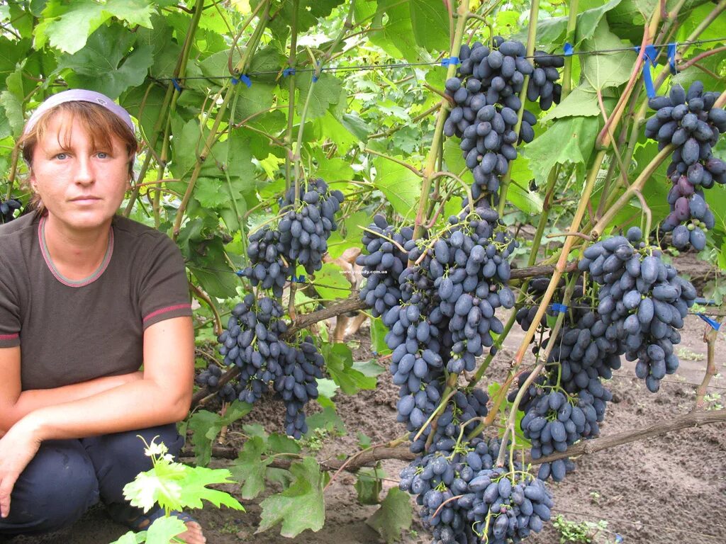 Купить саженцы в воронежской области. Тимирязевский питомник саженцы. Питомник Тимирязевской Академии Калуга. Питомники саженцев Тимирязевской Академии. Тимирязевская Академия питомник саженцы.