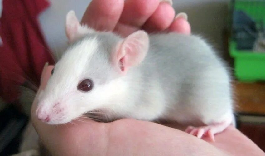 крыса. крыса дамбо серая. сера белая крыса. крыса дамбо сиамская. сера белая крыса.