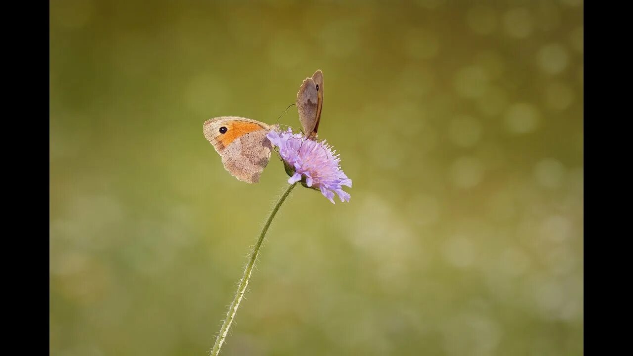 Две бабочки. Бабочка. Красивый фон с бабочками. Две бабочки на цветке. Two butterfly.