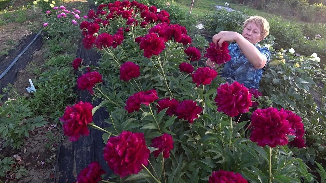 Queen of hamburg пион. Пион элизабет. Снк цветок ворошилова пион. Пион сноу монтейн. Пион red sarah bernhardt.