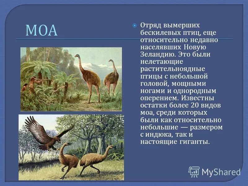 Животные истребленные человеком - презентация онлайн