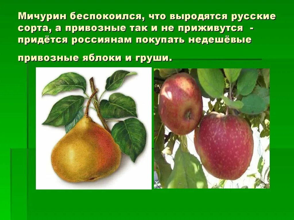 Сорта которые вывел мичурин. Достижения селекции растений мичурин. Сорта выведенные мичуриным. Мичурин метод ментора. Методы работы мичурина таблица.