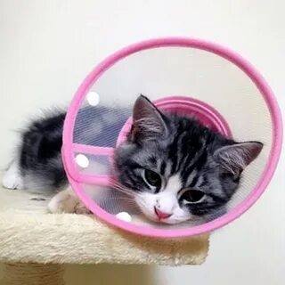 Защитный воротник для кошек