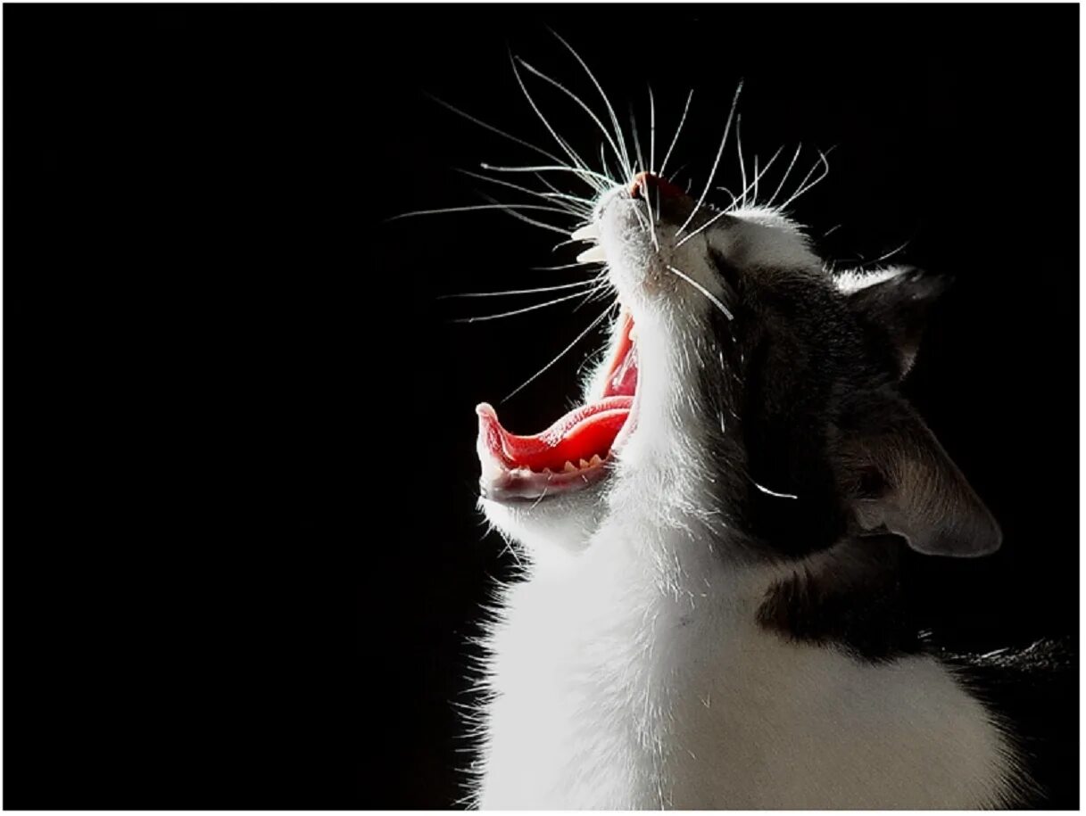 Громкий крик кота. Кот мяукает. Громкий крик кота. Вопль кота. Кошка мяучит.