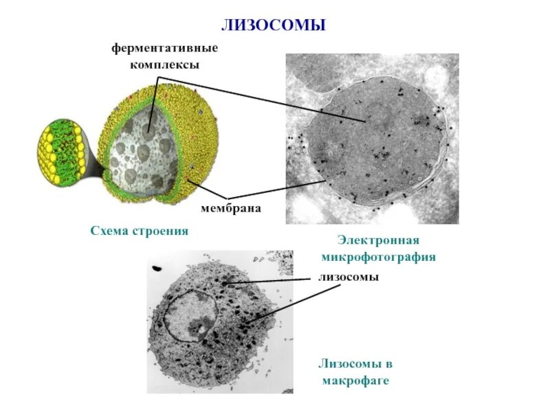 Строение органоида лизосомы. Строение мембраны лизосомы. Мембрана лизосом. Лизосомы строение. Мембрана лизосом функции.