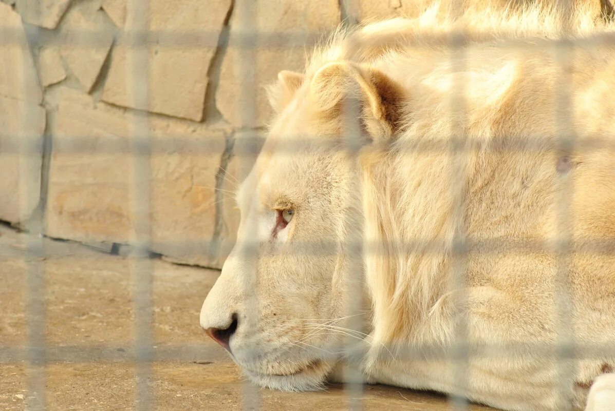 Белый лев надеждинский район. Белый Лев Тайган. Белые львы парк Тайган. Сафари парк белый Лев Приморский край.