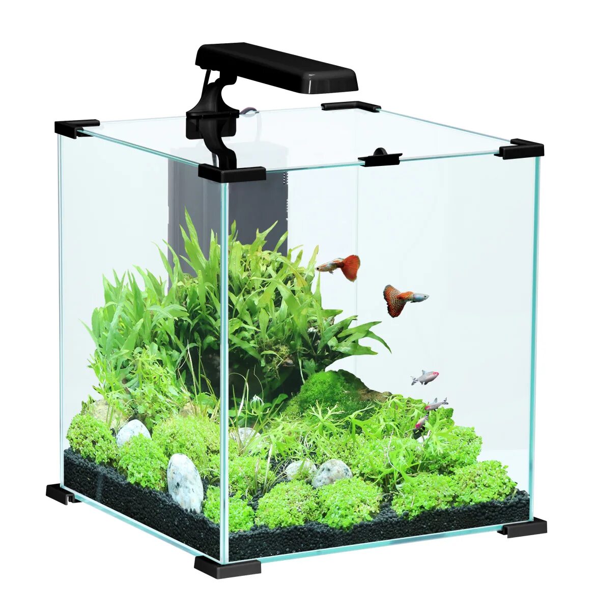 Аквариум Nano Cube 30. Aquael Cube 50. Аквариум Nano Cube 20. Аквариум Dennerle Nano Cube на 10 л. Aquael plant