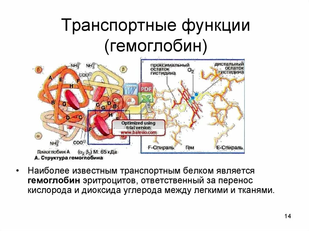 Транспортной функцией обладают. Функции гемоглобина. Транспортная функция гемоглобина. Функции гемоглобина в организме человека. Строение гемоглобина и его функции.