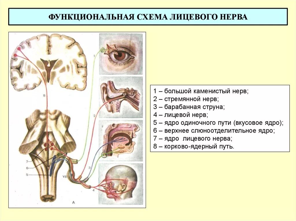 Лицевой нерв анатомия ядра. Иннервация ядра лицевого нерва. Двигательный путь лицевого нерва. Лицевой нерв путь схема неврология.