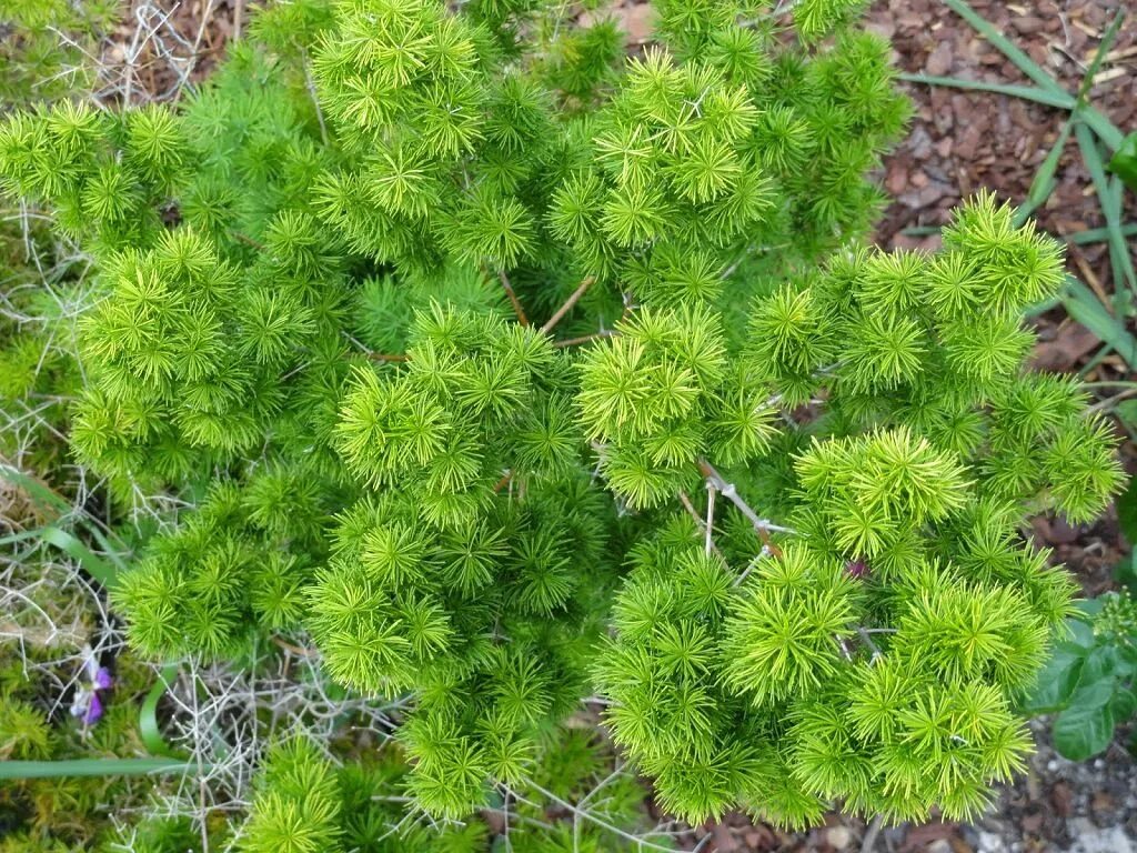 растение похожее на елочку. игловидный лист хвойные. многолетник елочкой. комнатное растение похожее на елочку. цветок похожий на ель.