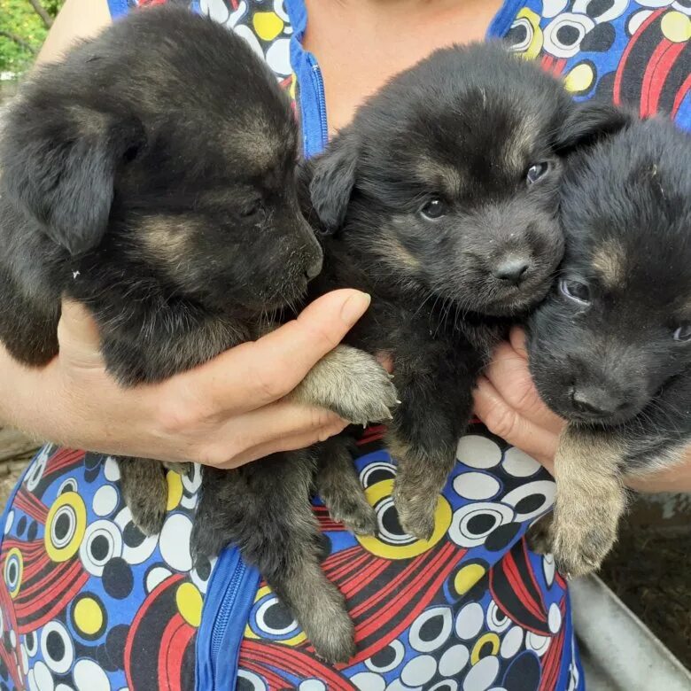 уфа собаки в добрые руки. маленькие собачки даром. собаки уфа даром породистые. отдам маленькую собачку. отдам даром собаку в луганске.