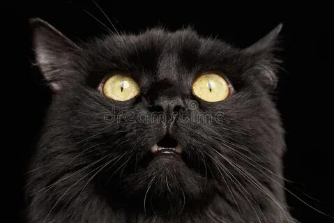 The cat he is black