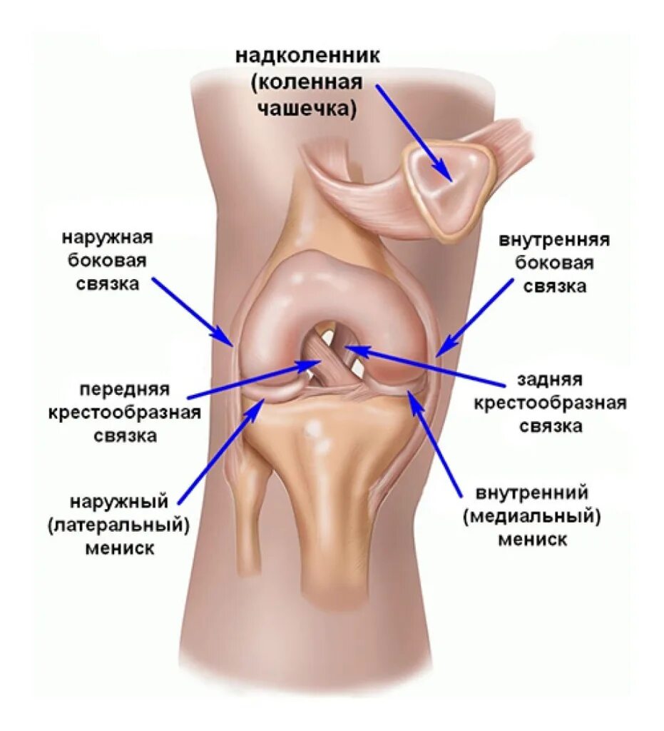 Где находится чашечка. Где находится чашечка