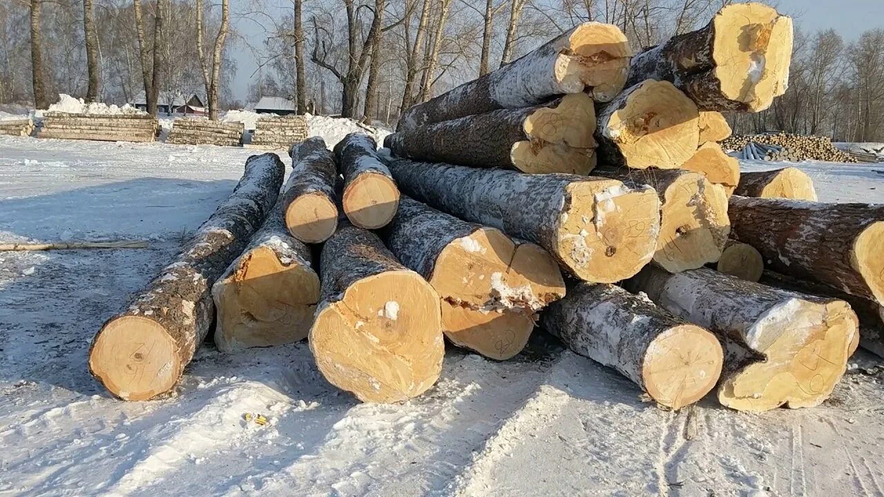 Кедр бревна. Кедр бревно. бревно из кедра. кедр сруб окрашенный битумом. бревно кедра как выглядит.