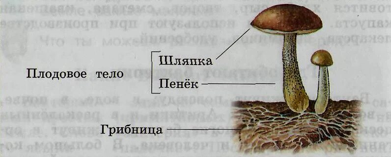 Что такое грибница 3 класс окружающий. Что такое грибница 3 класс окружающий