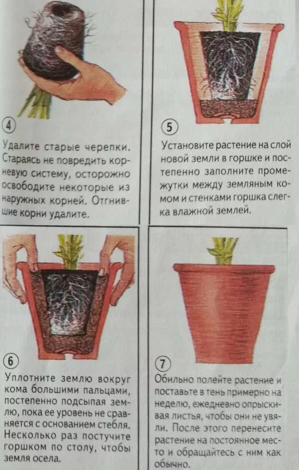 Как перенести цветов