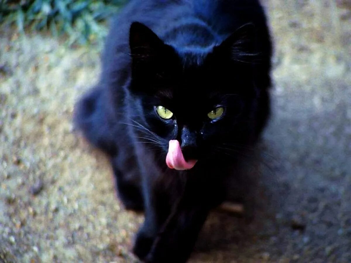Черная кошка. Кошечка черная. Красивая черная кошка. Красивый черный кот. Белый галстук у черного кота 7 букв
