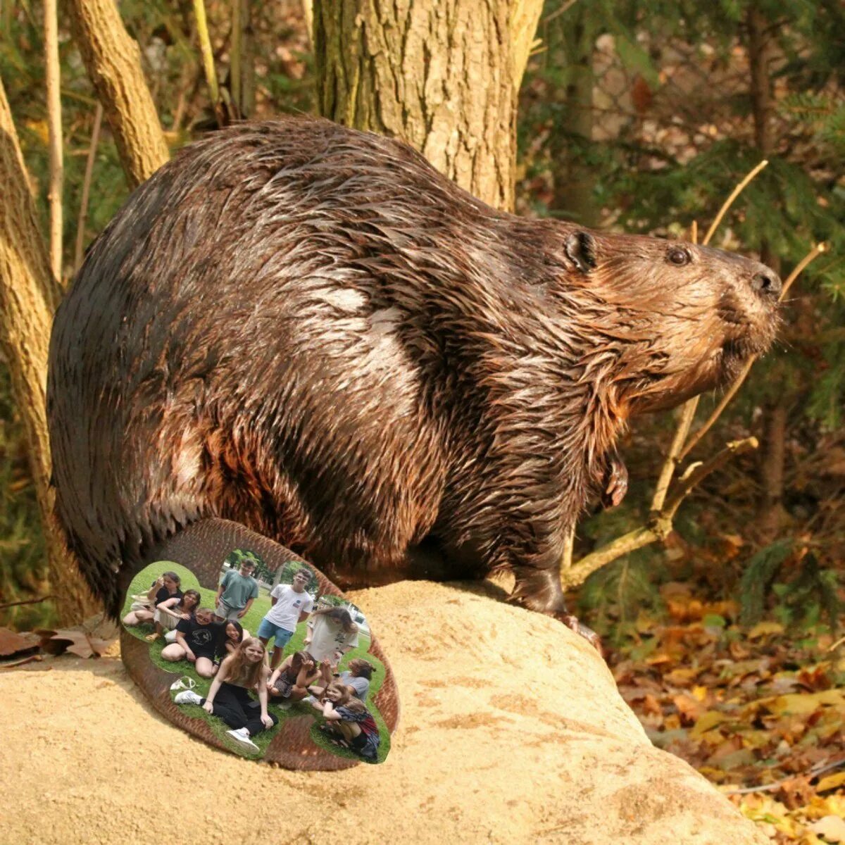 Бобр натяжные. Канадский бобр (castor canadensis). бобр речной обыкновенный. североамериканский бобр. европейский бобр.