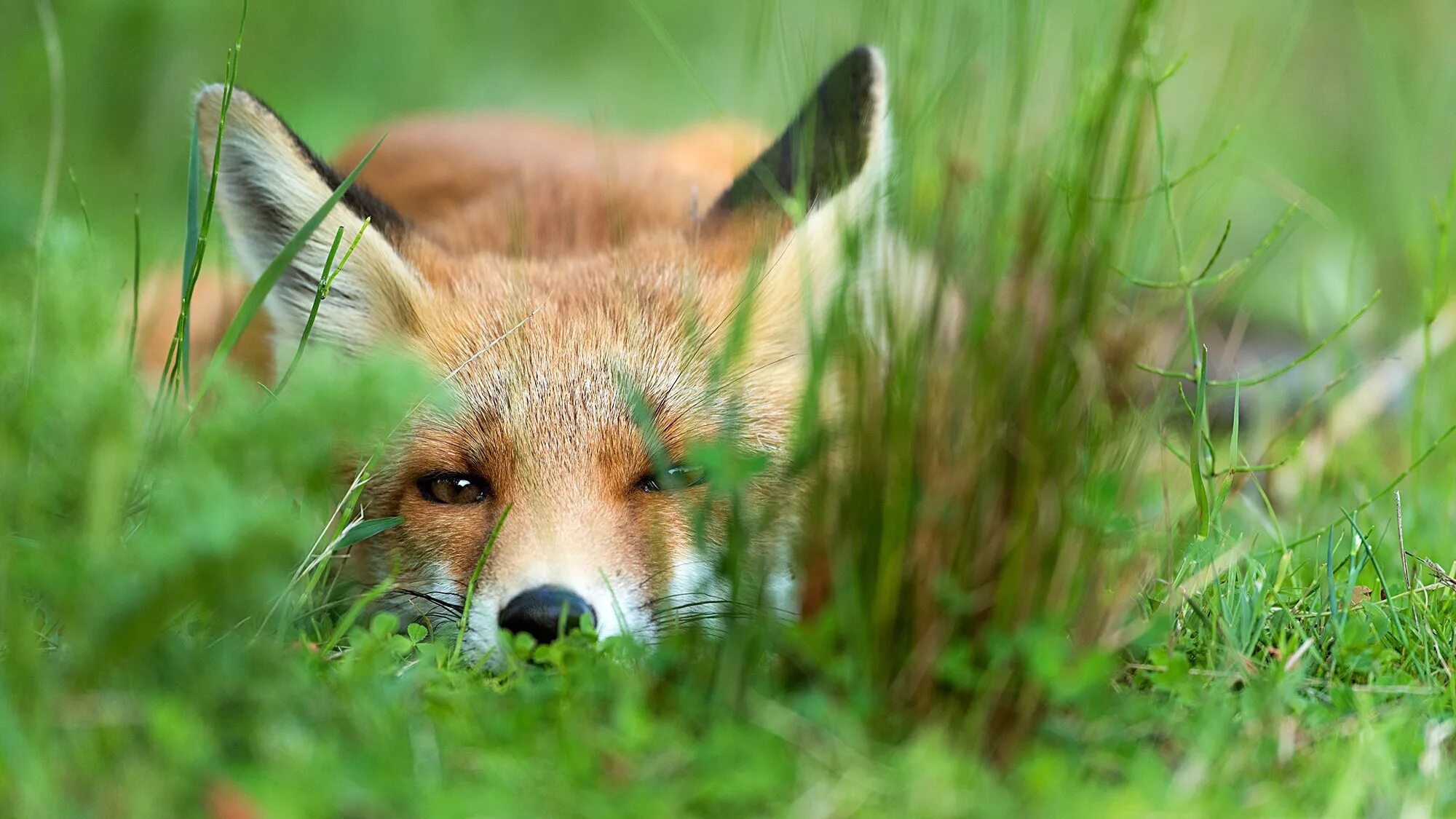 Лиса. Красивая лиса. Лиса летом. Fox wild