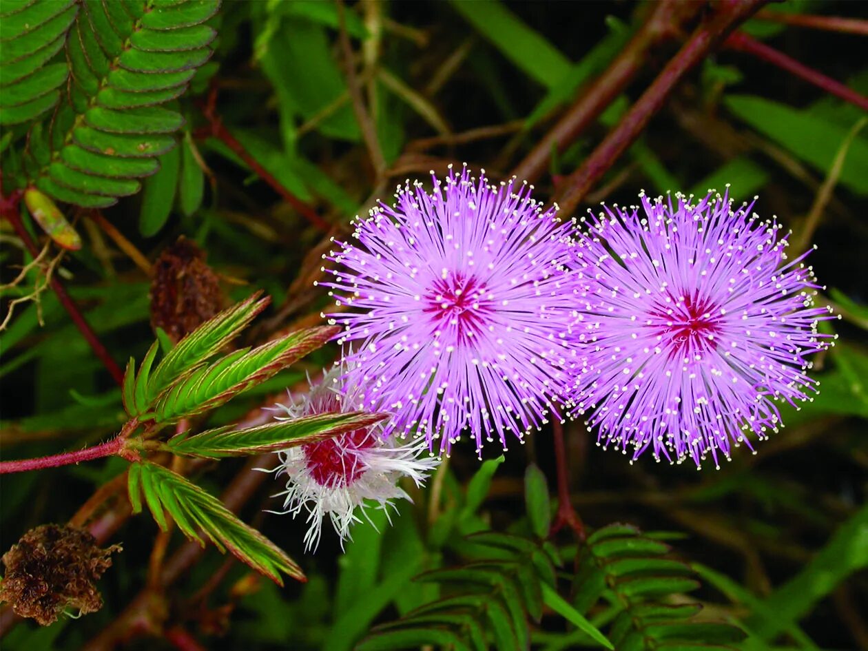 Комнатные растения мимоза. Мимоза стыдливая. Мимоза стыдливая недотрога. Mimosa pudica растение. Мимоза стыдливая семена.