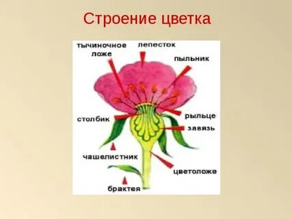 Строение мака