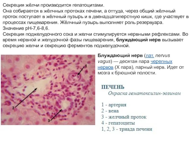Печеночная железа функции. Пищеварительные железы печень поджелудоч. Секреция желчных кислот в печени. Секреция печени человека. Секреция желчи.