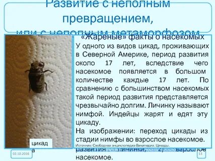 Кто появляется у насекомых из яиц