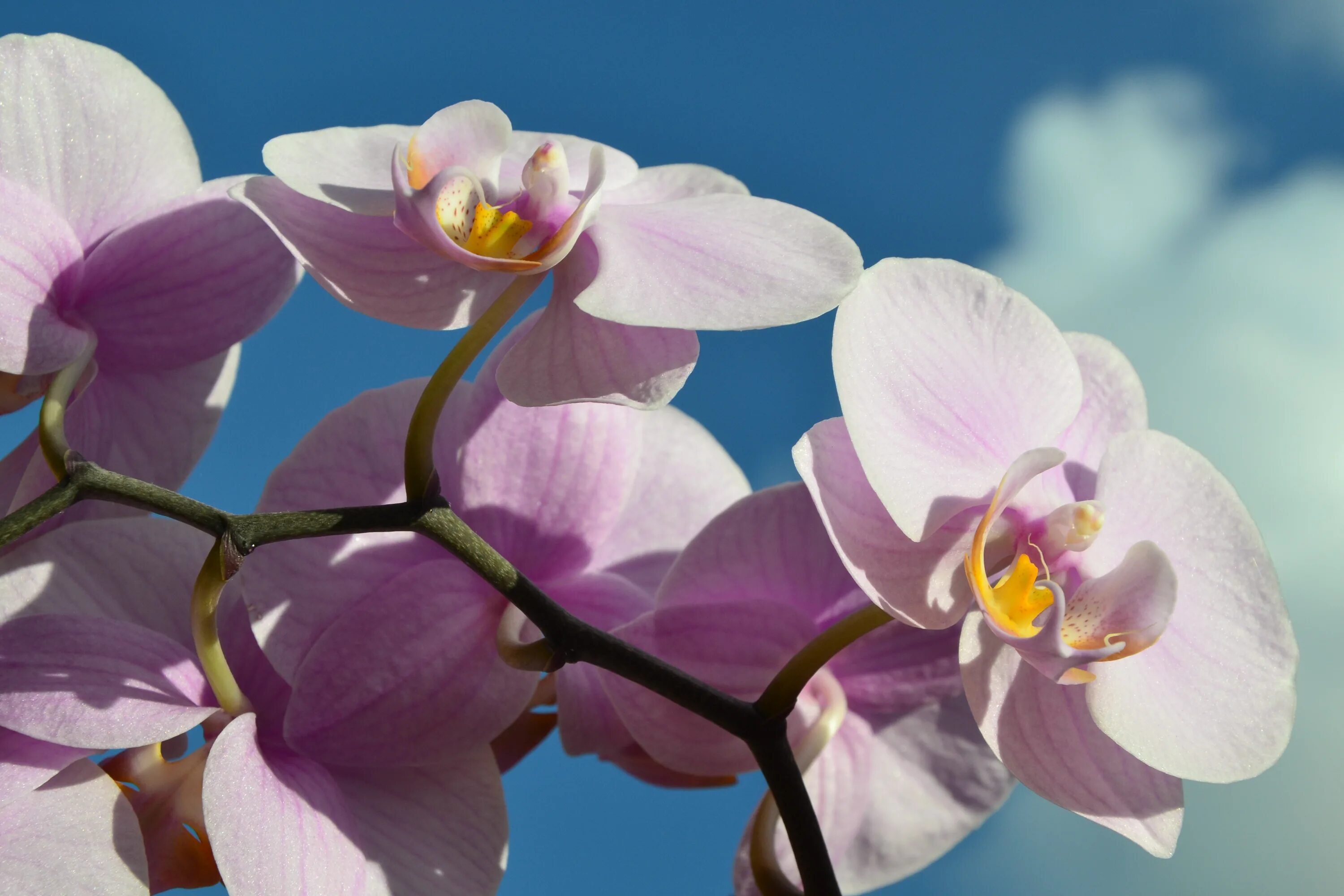 Орхидея живая цветок. Орхидея Bosphorus. Гохштеттерская Орхидея. Фаленопсис Розе. Виола орхид Роуз.