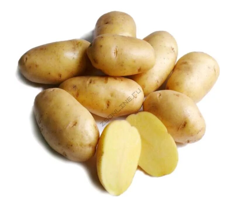 Какие семена картошки. Сорт картофеля Импала. Семенной картофель. Сорт Гала. Картофель спорт Импала. Картофель семенной Импала.