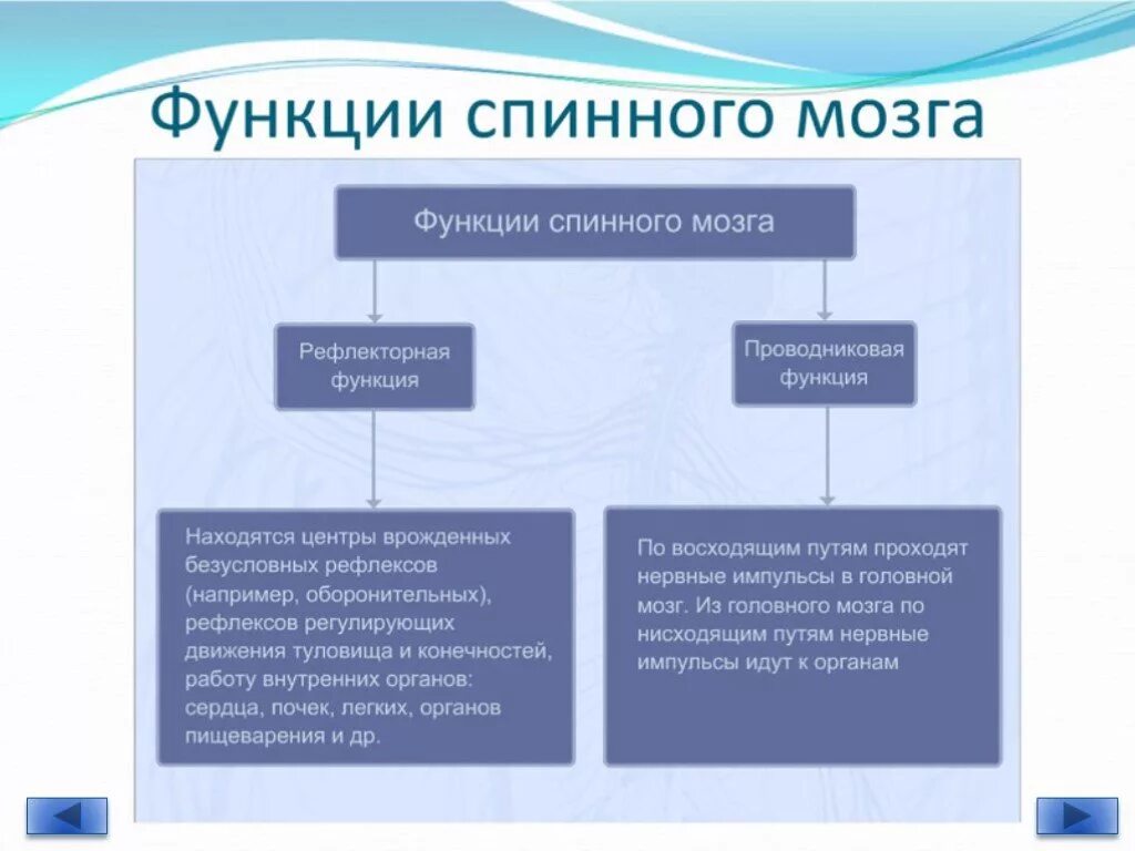 Функции спинномозгового мозга. Проводниковая функция спинного мозга. Функции спинного мозга схема. Функции спинного мозга рефлекторная и проводниковая таблица. Функции спинного мозга 8 класс биология кратко.