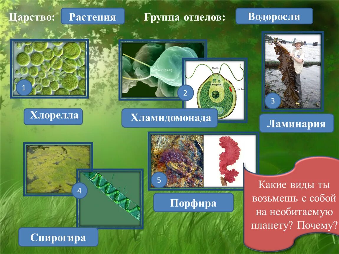 Хлорелла относится к водорослям. Хламидомонада. 2. Хлорелла.. Хлорелла биология царство. Царство растений. Царство растений водоросли.