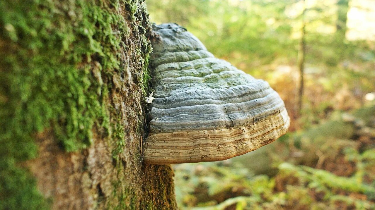 Гриб на дереве трутовик. Трутовик чозениевый. Гриб трутовик с грибницей. Трутовик обыкновенный fomes fomentarius. Трутовик чешуйчатый polyporus squamosus съедобный.