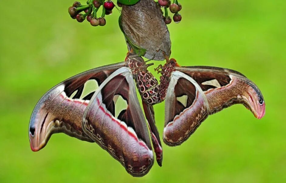 Огромные бабочки порхали. Павлиноглазка атлас Attacus Atlas. Attacus Atlas бабочка. Бабочка Павлиноглазка атлас. Бабочка Аттакус атлас самка.