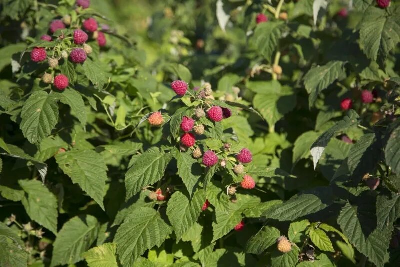 Berry bushes: landing and care of currant bushes, raspberries