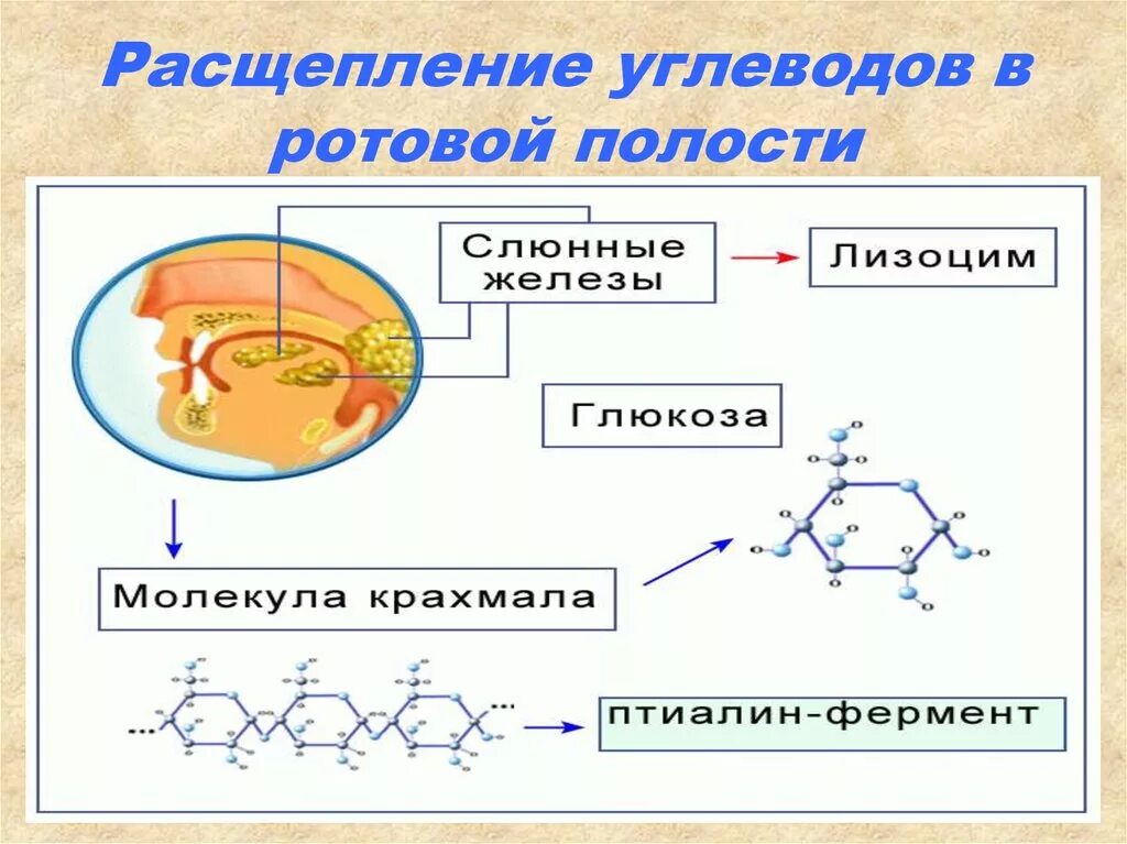 Крахмал начинает расщепляться в ротовой полости. Расщепление углеводов в ротовой полости. Углеводы расщепляются в ротовой полости. Расщепление сахарозы в ротовой полости. Схема расщепления углеводов.