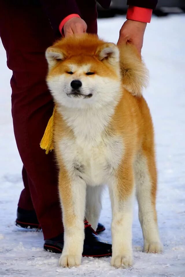 акита-ину длинношерстная. японская акита ину маленькая. акита-ину длинношерстная. порода собак акита ину мини. акита-ину.