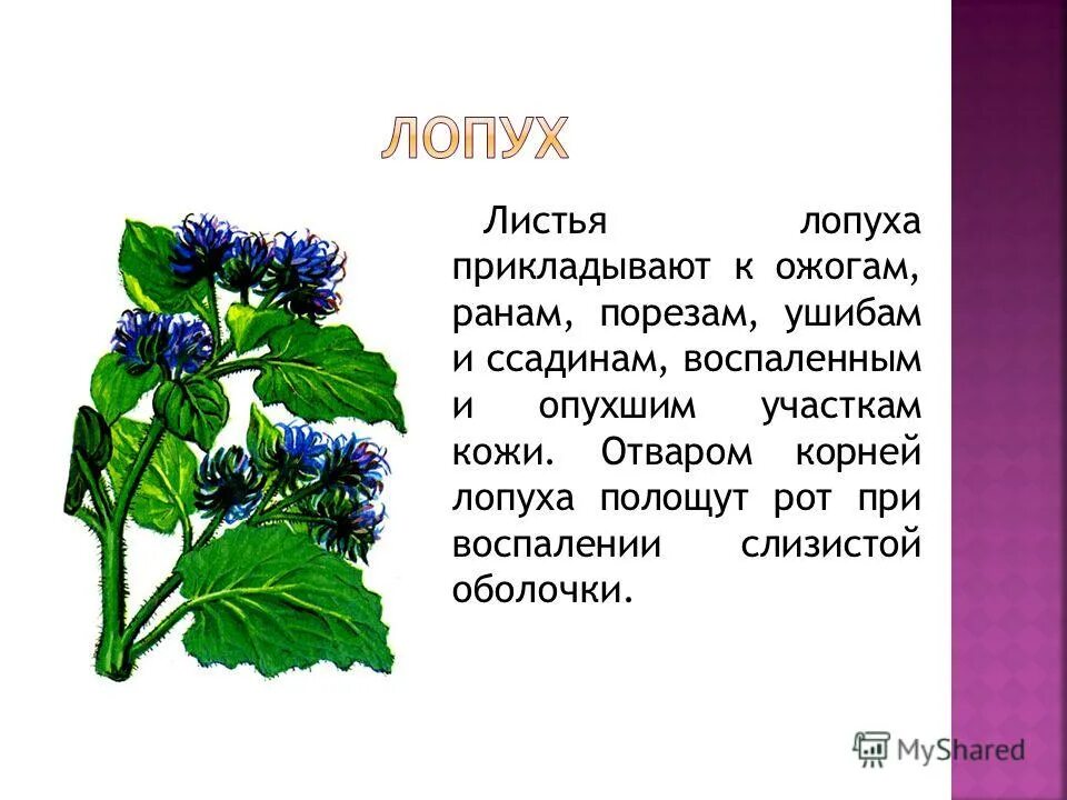 Лопух лечение суставов. Лопух. Лекарственные растения, помогающие при ушибах. Какой стороной прикладывать лопух к больному месту. Какой стороной прикладывать лист лопуха.