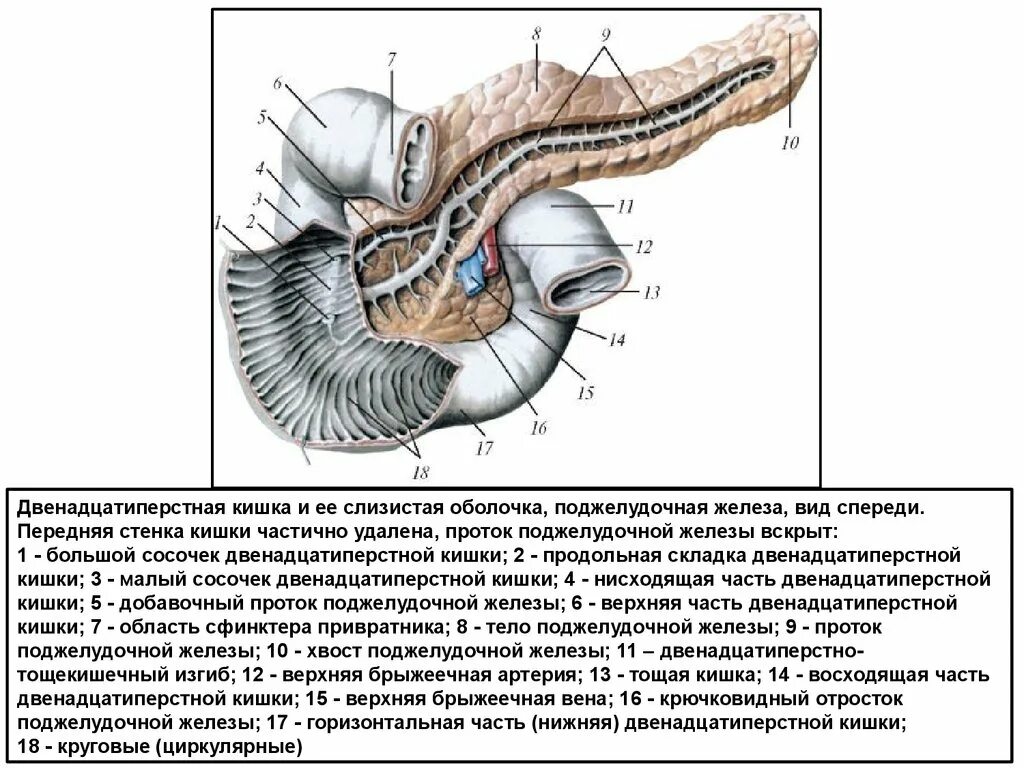 Строение 12 перстной кишки анатомия. Двенадцатиперстная кишка отделы анатомия. Строение 12 перстной кишки поджелудочная. Строение 12 перстной кишки и поджелудочной железы. 12 п кишка