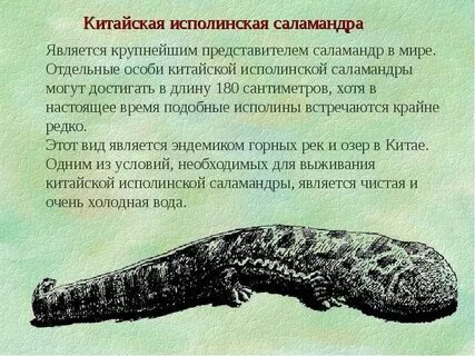 Самые большие презентация
