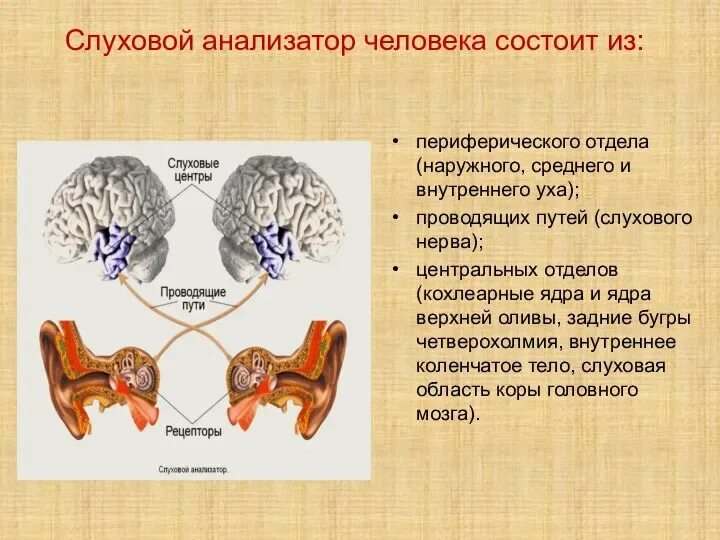 Функции отделов слухового анализатора. Слуховой анализатор состоит из слухового нерва. Схема слухового анализатора человека. Слуховой анализатор анализатор. Периферический отдел слухового анализатора.