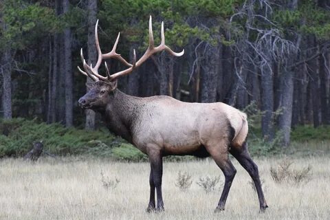 Elk demo