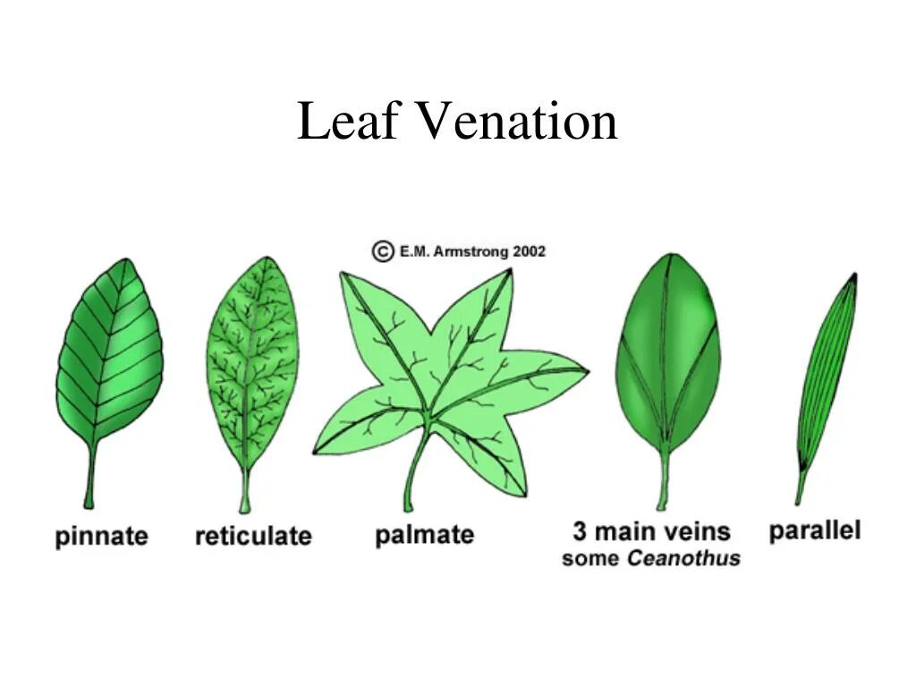 Leaf venation. Поколения Leaf. Генерация Leaf. Parallel venation of the Leaf. Лист project