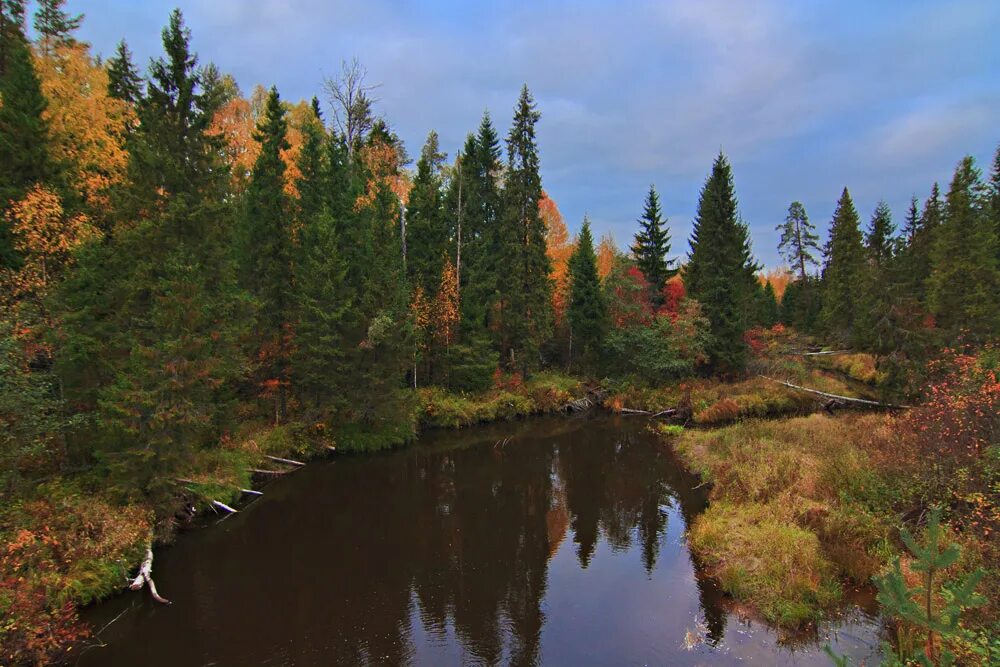 осень в лесу. осенний лес. осень в россии. красивые леса. красота осени.