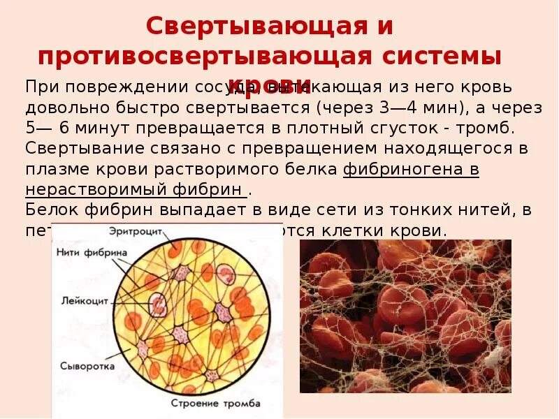 Элементы составляющие кровь. Кровь сообщение кратко. Кровь доклад. Состав крови. Состав крови человека кратко.