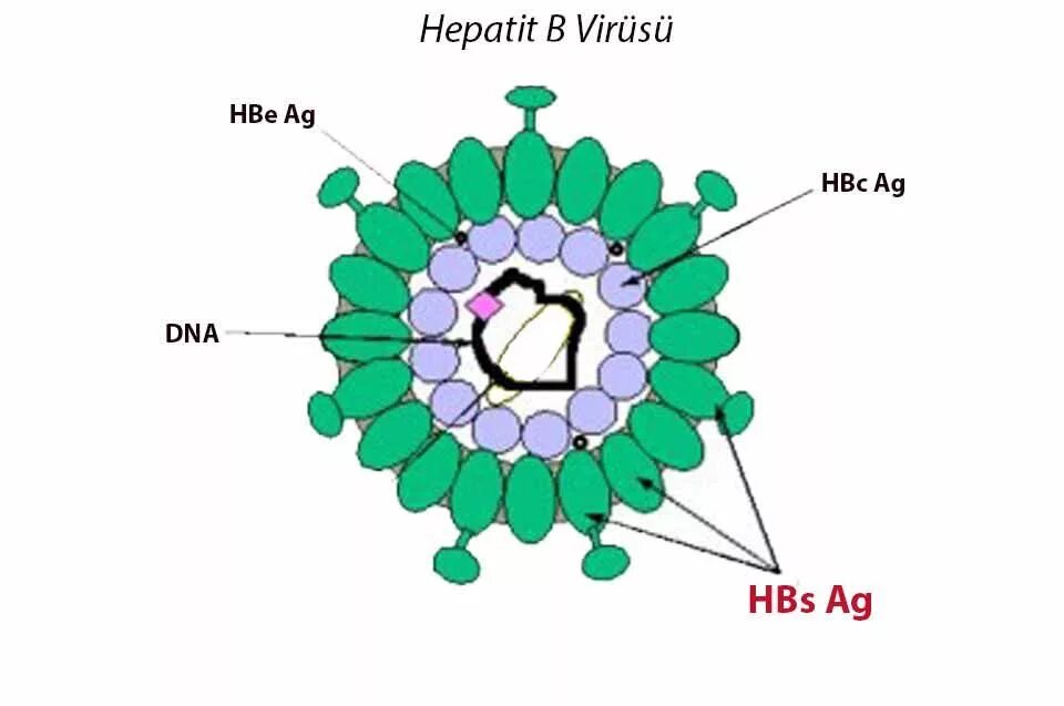Hbs сдать