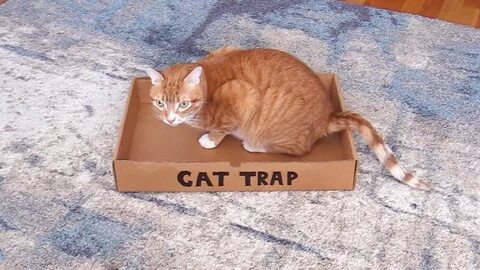 Trap the cat