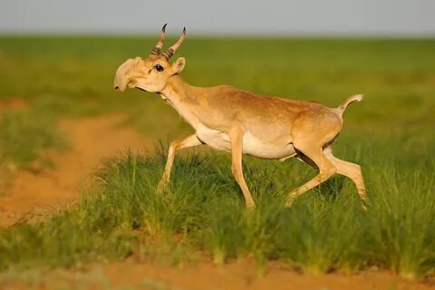 Фетишке арналған бейне