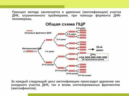 Принцип амплификации в каком подходе