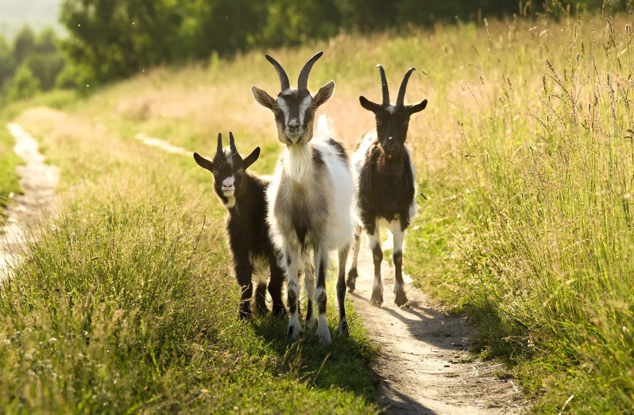 Смешные три козы. Новорожденный козлик. Три козленка. Три козленка. Три козленка.