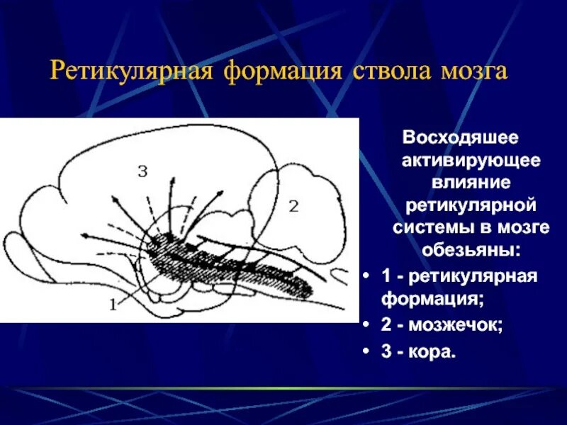Ретикулярная формация цнс. Ретикулярная система ствола мозга. ретикулярная формация ствола. ретикулярная формация ствола мозга. ретикулярная формация спинного мозга.